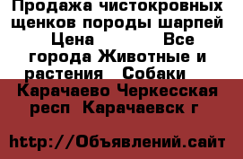 Продажа чистокровных щенков породы шарпей › Цена ­ 8 000 - Все города Животные и растения » Собаки   . Карачаево-Черкесская респ.,Карачаевск г.